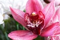 Pink orchid flower covered with drops of moisture or dew. Close-up. Macro. Selective focus Royalty Free Stock Photo