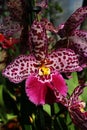 Pink orchid flower with dark red spots pattern, Oncidiinae hybrid subtype, commercial name Cambria. Royalty Free Stock Photo