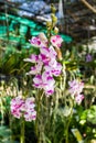 Pink orchid flower, Doritis pulcherrima Lindl.