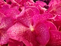 pink orchid flower in a floral arrangement, background and texture Royalty Free Stock Photo