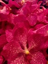 pink orchid flower in a floral arrangement, background and texture Royalty Free Stock Photo