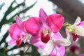 Pink orchid flower in garden background,pink flower