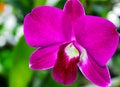 Pink Orchid flower in the garden, Phalaenopsis or Moth dendrobium Orchid flower. Royalty Free Stock Photo