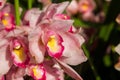 pink orchid flower