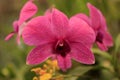 Pink orchid flower