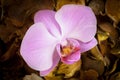 Pink orchid flower isolated on dried leaves background