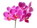 Pink orchid flower