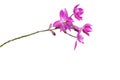 Pink Orchid Flower