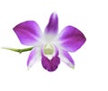 Pink Orchid Flower Isolated On White Background Royalty Free Stock Photo