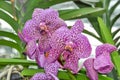 Pink orchid flower in Kew gardens greenhouse, London, UK Royalty Free Stock Photo