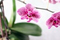 Pink orchid flower Royalty Free Stock Photo