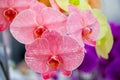 Pink orchid flower with natural background Royalty Free Stock Photo