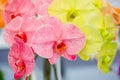 Pink orchid flower with natural background Royalty Free Stock Photo