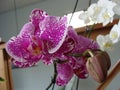 pink orchid flower open in closeup