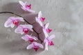 Pink orchid flower over grey concrete background Royalty Free Stock Photo