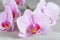 Pink orchid flower over grey concrete background Royalty Free Stock Photo