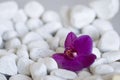 Pink Orchid Flower On Pebble