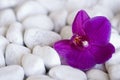 Pink Orchid Flower On Pebble