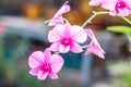Pink Orchid flower Royalty Free Stock Photo