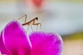 Pink orchid flower with tiny baby pray mantis