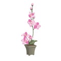 Pink orchid in flowerpot design concept in flat style isolated on white background. Vector illustration Royalty Free Stock Photo