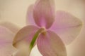 Background of a delicate orchid flower close-up and a light pastel tones background Royalty Free Stock Photo