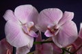 Pink orchid flowers on the black background