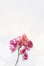 Pink orchid flowers in bloom, with glitter and copy space, on white background Royalty Free Stock Photo