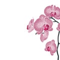 Pink orchid flowers branch. A summer spring exotic tropical decorative bouquet. Royalty Free Stock Photo