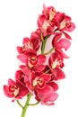 Pink Orhid Cymbidium Flowers Branch on White