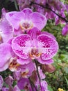 Pink orchid flowers close up Royalty Free Stock Photo