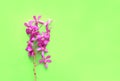 Pink orchid flowers creative design