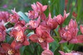 Pink Orchid Flowers