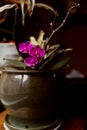 Pink Orchards in a flower pot