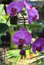 Orchid blooms hanging down outdoors Royalty Free Stock Photo