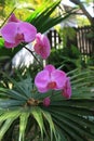 Orchid blooms hanging down outdoors Royalty Free Stock Photo