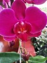 Pink orchid flowers that have just bloomed