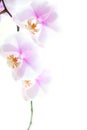 Pink orchid flowers isolated on white Royalty Free Stock Photo