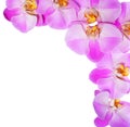 Pink Orchid Flowers isolated on white background. Beautiful Royalty Free Stock Photo