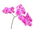 Pink orchid flowers isolated on white background Royalty Free Stock Photo