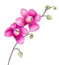 Pink orchid flowers isolated on white background. Watercolor illustration. Royalty Free Stock Photo