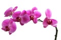 Pink orchid flowers, natural orchid flower Royalty Free Stock Photo