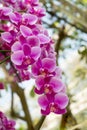 Pink orchid flowers in ornamental garden. bright day light. beautiful natural blooming floral in spring summer time