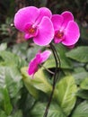 Pink Orchid flowers in Hong Kong