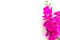 Pink orchid flowers on white background with copy space. Royalty Free Stock Photo