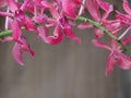 Pink orchid frame on blur wall background