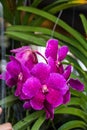 Pink Orchid , Garden