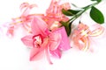 Pink orchid with gift wrappings Royalty Free Stock Photo