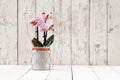 Pink orchid in glass pot, on wooden planks Royalty Free Stock Photo