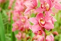 Pink Orchid Royalty Free Stock Photo